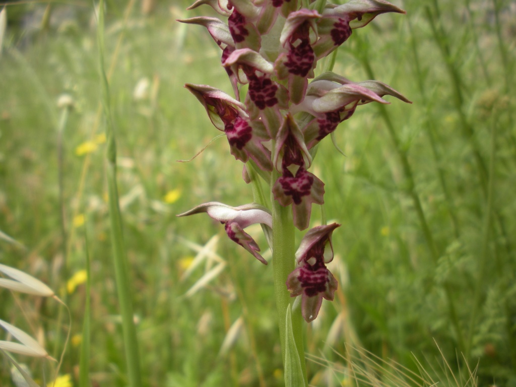 Anacamptis coriophora?